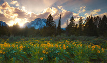 rays of sunlight behind mountains and wildflowers 