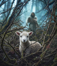 Lamb lost in the thorns