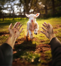 Lamb running to Jesus