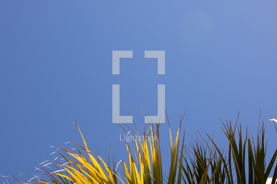 Background with palm tree leaf against blue sky