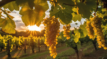 Grapes hanging from a tree branch in a vineyard at sunset