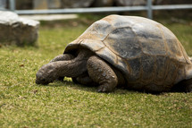 grazing tortoise 
