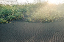 grasses and sea oats along a coastal dune 