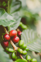 coffee beans on a bush 