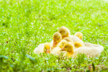 Ducklings in the grass. 