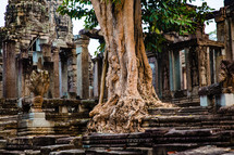 tree in ruins in Southeast Asia 