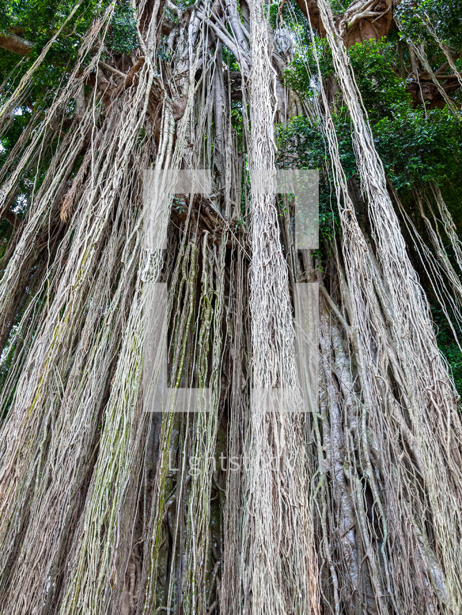 aerial roots in Bali 