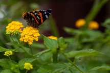 A beautiful butterfly on yellow flowers.