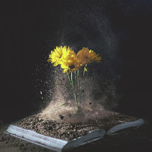 Yellow flowers are bursting forth from the dirt on top of an open Bible