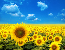 Yellow sunflowers with a bright blue sky - depicting the colors of the flag of Ukraine.