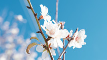 White flower on blossoming branches tree