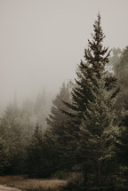 evergreen trees in a forest with fog 