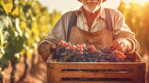 Farmer with a wooden box full of red grapes