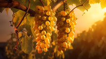 Bunch of yellow grapes hanging from a tree branch in a vineyard at sunset