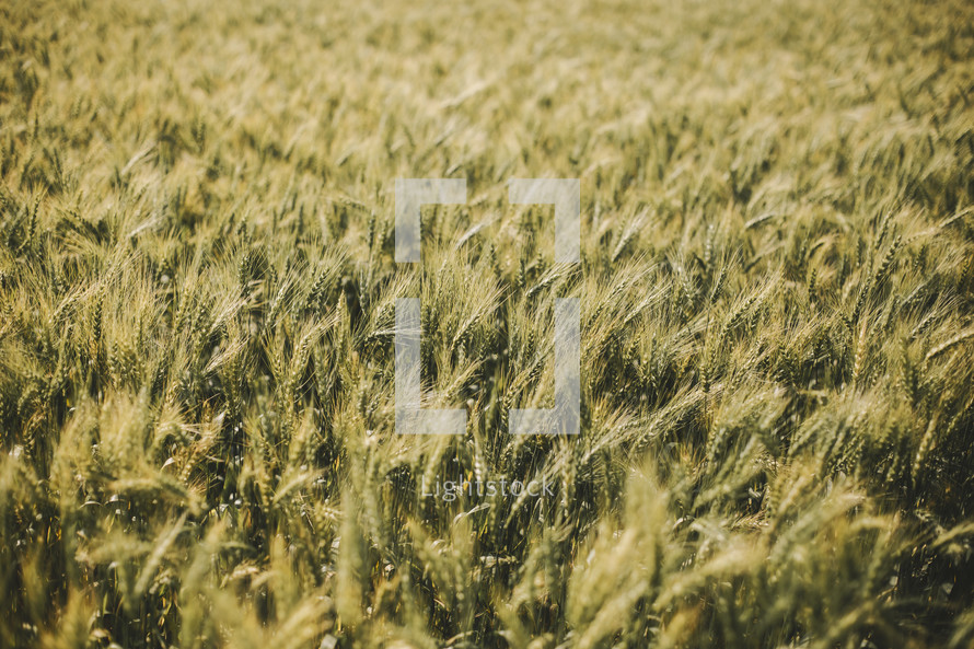 wheat in a field 