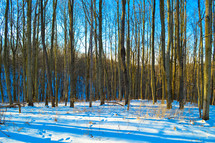 trees and snow covered ground 