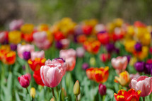 tulip garden 