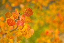 Orange Aspen leaves in the fall with a yellow and green background