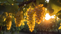 yellow grapes hanging from a tree branch in a vineyard at sunset