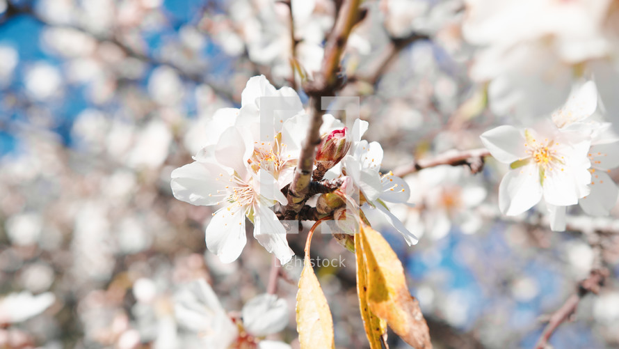 Beautiful almond pink tree flower in Spring March season