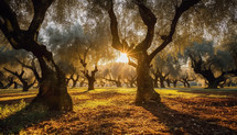 Olive grove bathed in golden sunlight, olive oil production
