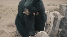 An American Black Bear Sitting On The Rocks - close up	