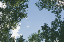 Ground view of clouds in blue sky surrounded by tree tops.