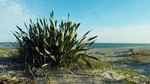 Plants On The Beach With Sea in Background