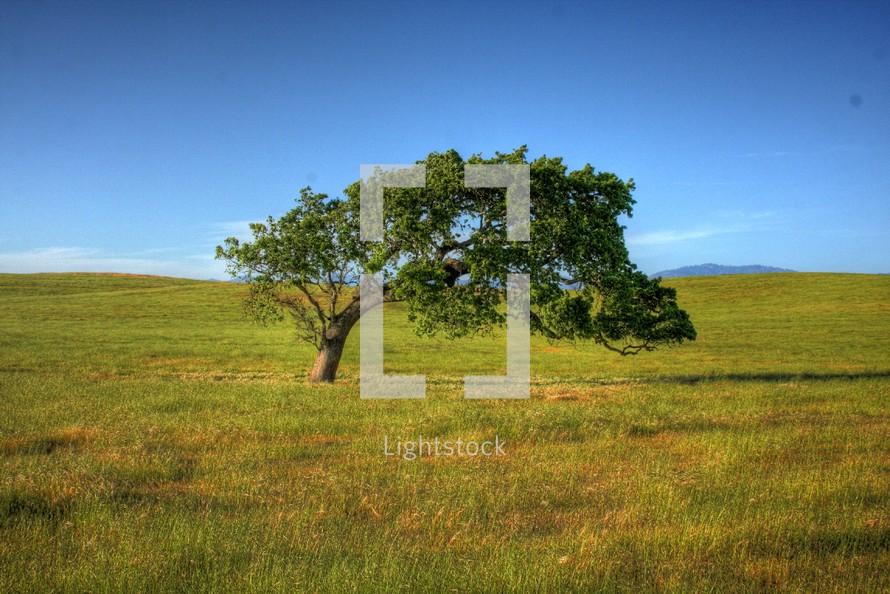 Tree in grass field