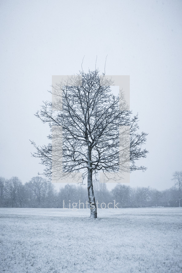 isolated tree in a field - winter 