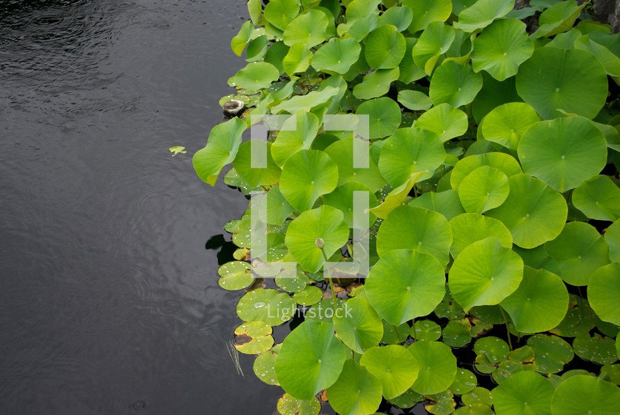 lilypads in water
