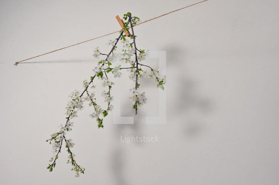 Abstract blossoming tree brunch with white flowers and Clothespins On Rope