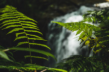 Ferns with Waterfall