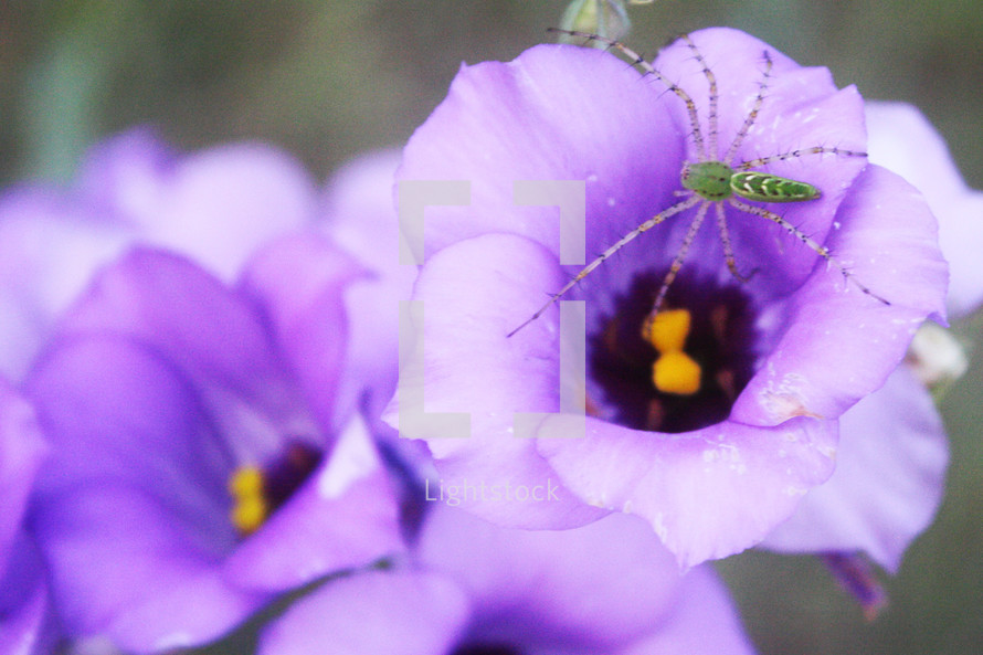 spider on a purple flower 
