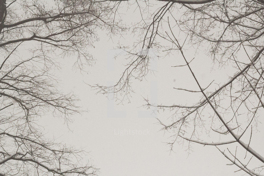 tree branches in fog 