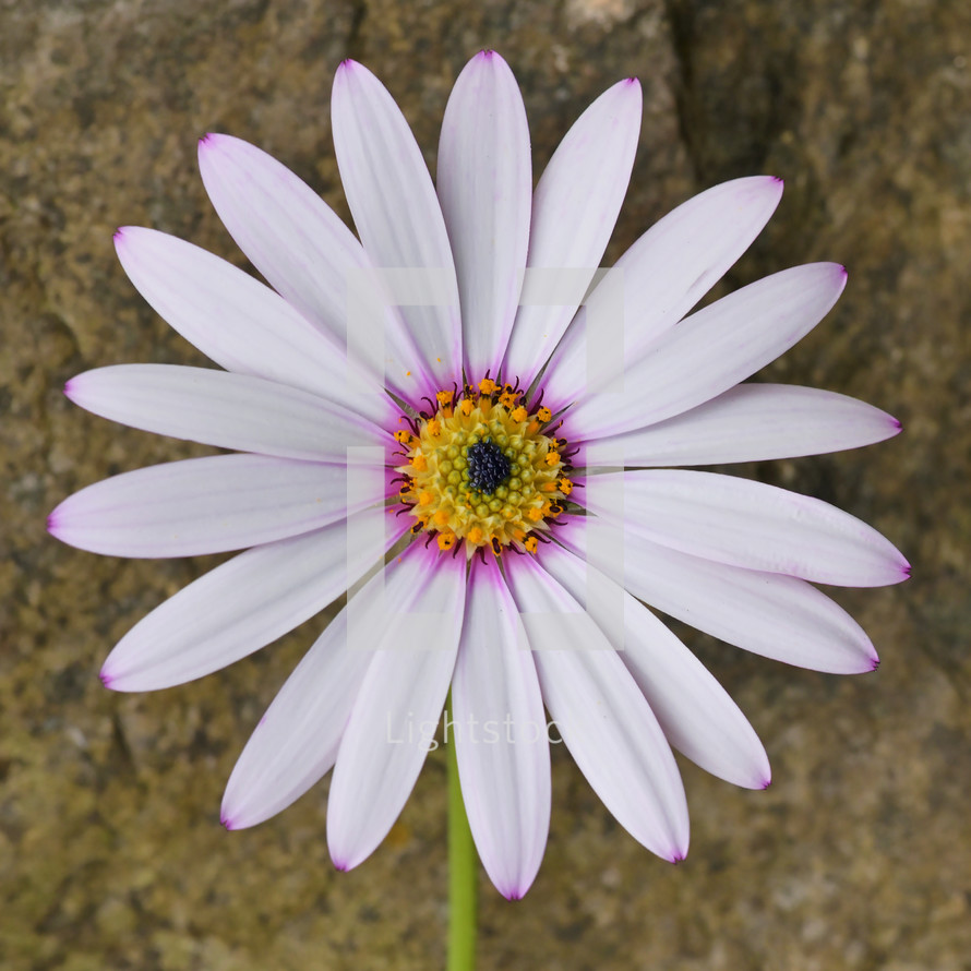 white flower closeup 