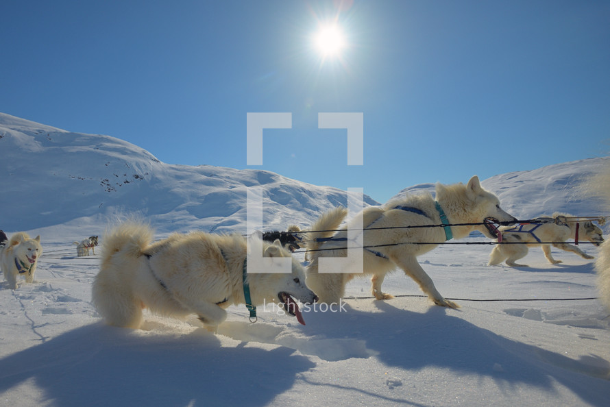 Dog sledding trip in cold snowy winter in Greenland