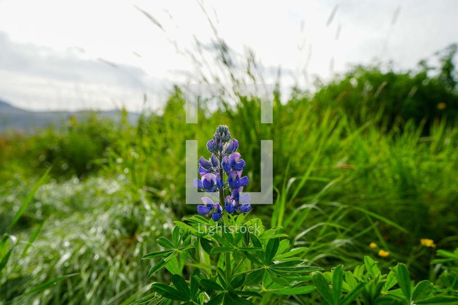 A single lupine flower in Iceland