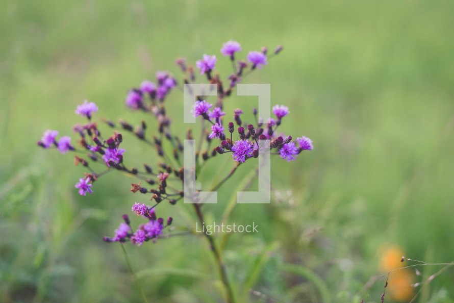 tiny purple flowers 