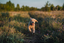 Sweet Golden Retriever Puppy Running On Green Grass.happy Doggy,Playful Activity