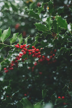 red holly berries 