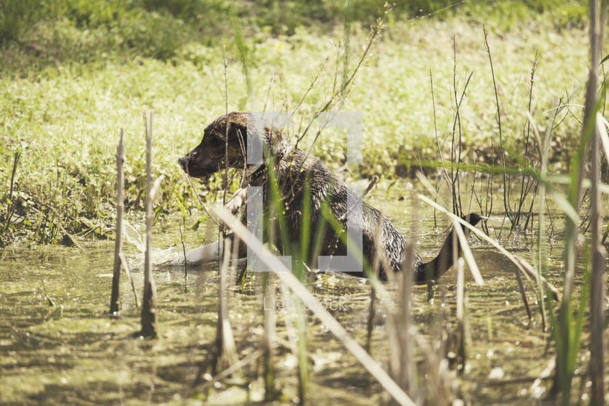 dog in a pond