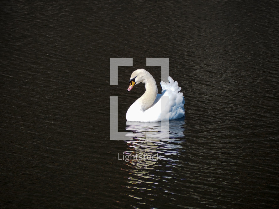 Beautiful white Swan on a man-made body of water in Japan