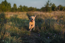 Sweet Golden Retriever Puppy Running On Green Grass.happy Doggy,Playful Activity