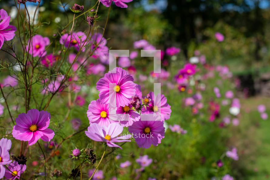 pink flowers outdoors 