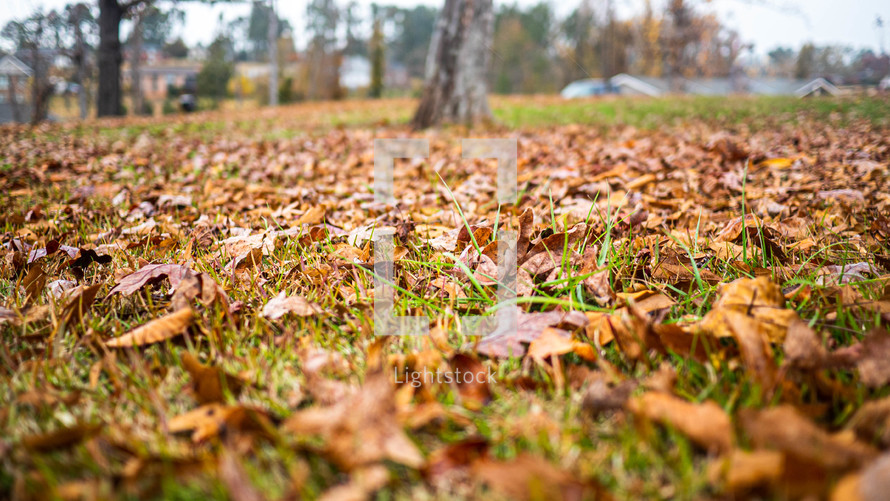 fall leaves on grass 