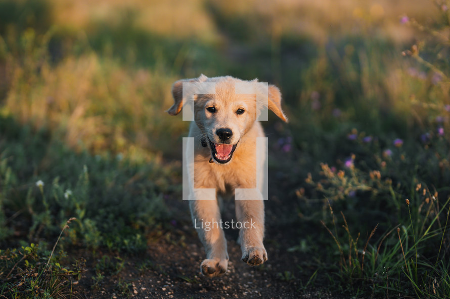 Sweet Golden Retriever Puppy Running On Green Grass.happy Doggy,Playful Activity