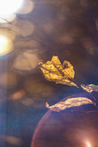 bokeh sunlight and fall leaf 