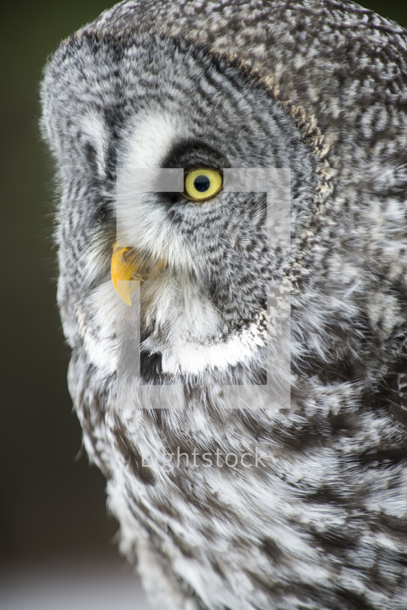 owl closeup 