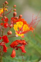 Red Mexican Bird of Paradise flowers 